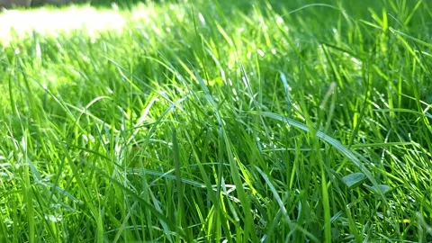Grass Stock Footage 301875427