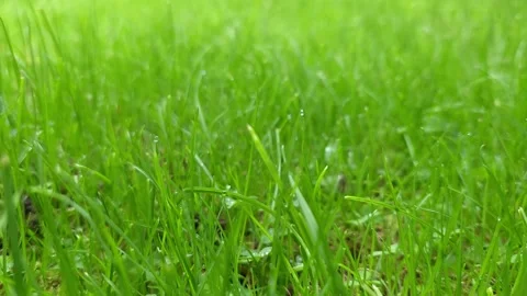 Grass Stock Footage 301875444
