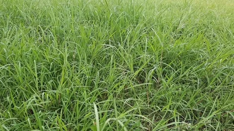 GRASS Video stock 302702444