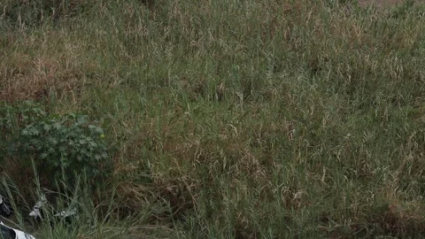 Grass Video stock 308751654