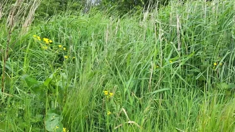 Grass Stock Footage 310058511