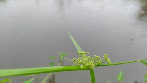 Grass Stock Footage 313248797