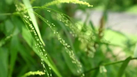 Grass Stock-Footage 332613509