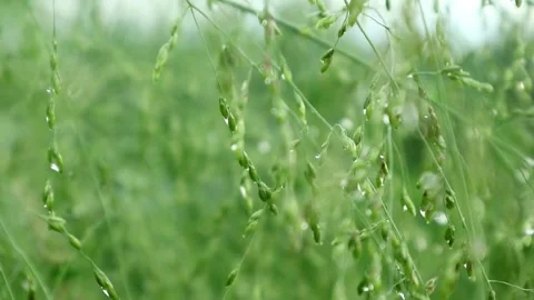 Grass Stock-Footage 332730015