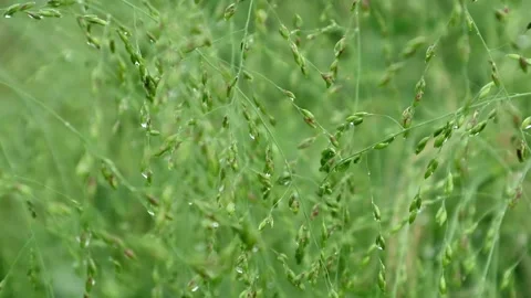 Grass Stock-Footage 332730025