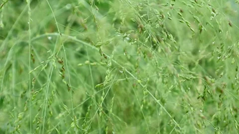 Grass Stock-Footage 332730026
