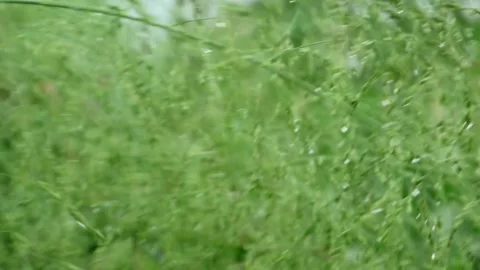 Grass Stock-Footage 332730070