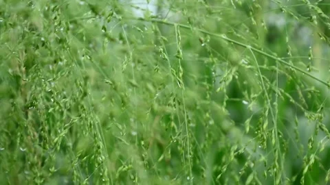 Grass Stock Footage 332730071