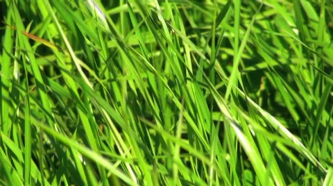 Grass Footage / Background Video 動画素材 752643