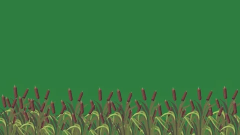 Grass in the fore and middle background Stock Footage 337028663