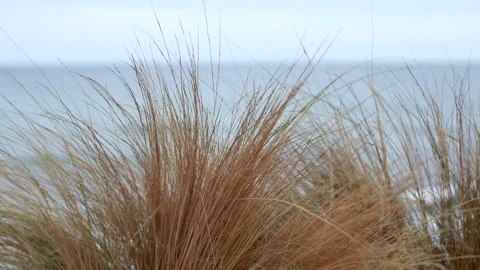 Grass in the foreground and the sea in the background Video stock 134646447