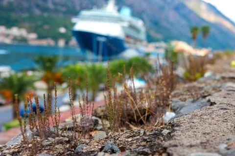 Grass in the foreground, blurred background in the background, the liner, Stock-Fotos