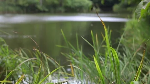 Grass in the foreground of a lake Stock Footage 248268310
