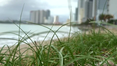 Grass in the foreground moves with wind while city buildings and sea waves Stock Footage 323980952