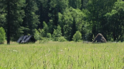 Grass in the foreground on the old pasture with a destroyed barn Stock Footage 105946561