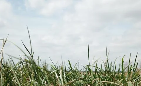 Grass in foreground Stock Photos
