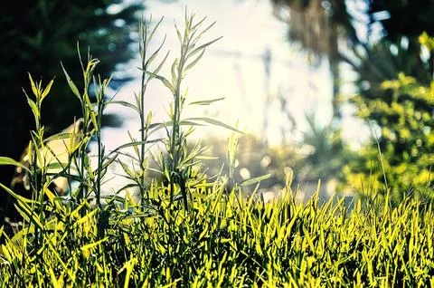 Grass in the foreground Stock Photos