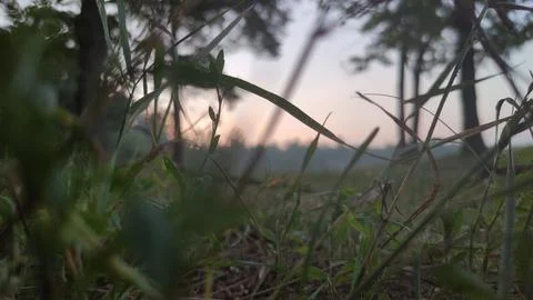 Grass in the forest 2 Stock Photos