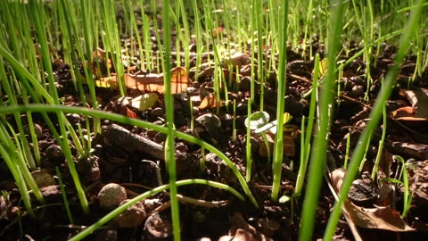 Grass on forest bed, camera moving in close up, fg01 Stock Footage 254121630