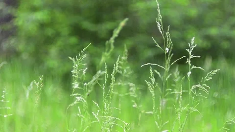 Grass in a forest clearing. Stock-Footage 155036279