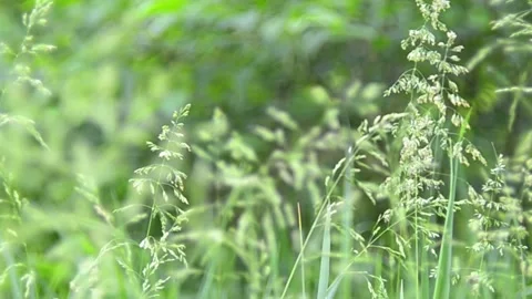 Grass in a forest clearing Video stock 155036324