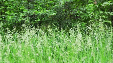 Grass in a forest clearing. Video stock 155036436