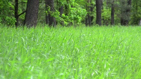 Grass in a forest clearing Video stock 155036565