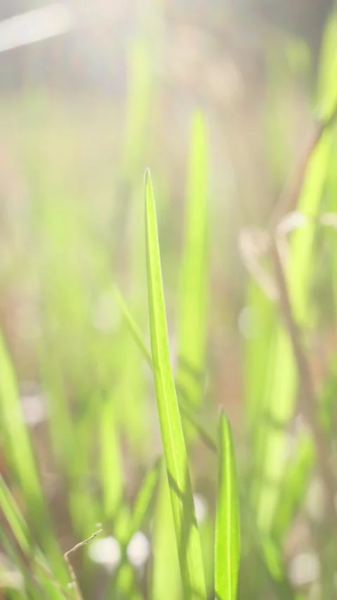 Grass in the forest close-up. Bright sunlight. Stock Footage 153652904