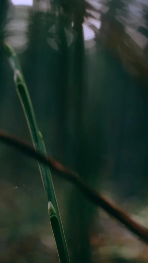 Grass in the forest close-up. Bright sunlight. Stock Footage 153653043