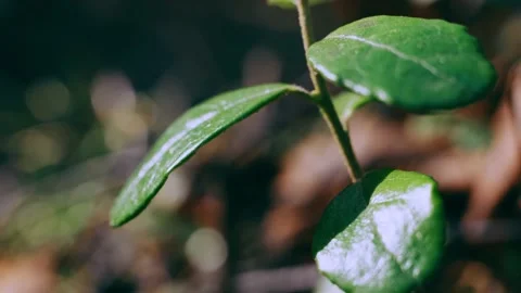 Grass in the forest close-up. Bright sunlight. Stock Footage 153653175