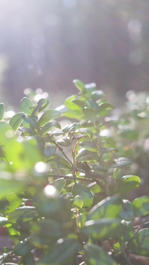 Grass in the forest close-up. Bright sunlight. Stock Footage 153653350