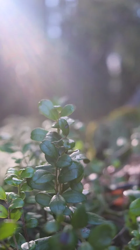 Grass in the forest close-up. Bright sunlight. Stock Footage 153653385