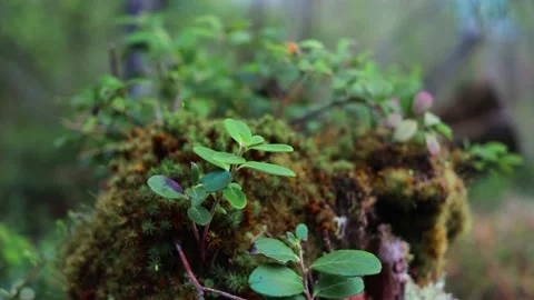 Grass in the forest close-up. Bright sunlight Stock Footage 154188158