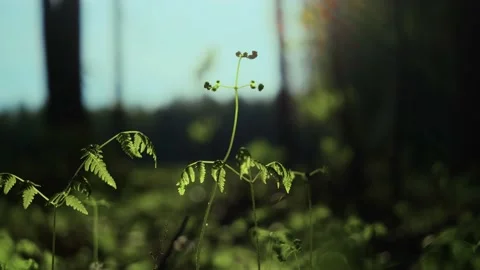 Grass in the forest close-up. Bright sunlight Stock Footage 154188173