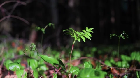 Grass in the forest close-up. Bright sunlight Stock Footage 154188178