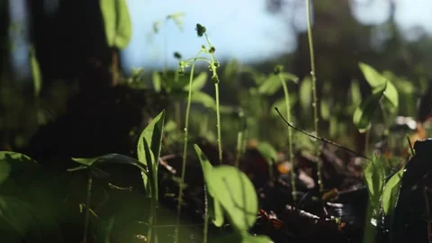 Grass in the forest close-up. Bright sunlight Stock Footage 154188295