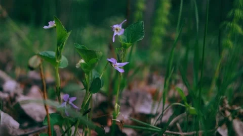 Grass in the forest close-up. Bright sunlight Stock Footage 154188349