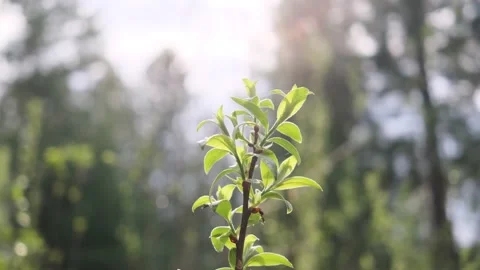 Grass in the forest close-up. Bright sunlight Stock Footage 154188388