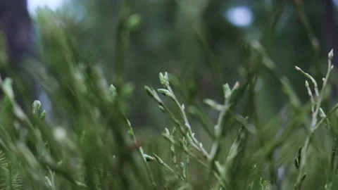 Grass in the forest close-up. Bright sunlight Stock Footage 154188392