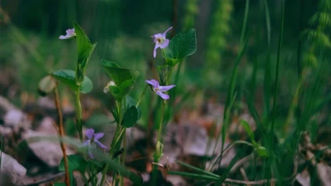 Grass in the forest close-up. Bright sunlight Stock Footage 154188405