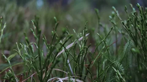 Grass in the forest close-up. Bright sunlight Stock Footage 154188423