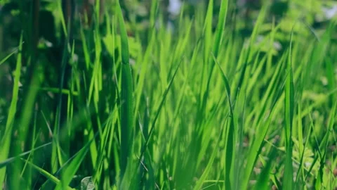 Grass in the forest close-up. Stock Footage 154657509