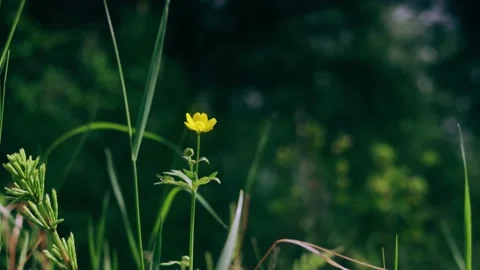 Grass in the forest close-up. Stock Footage 154657615