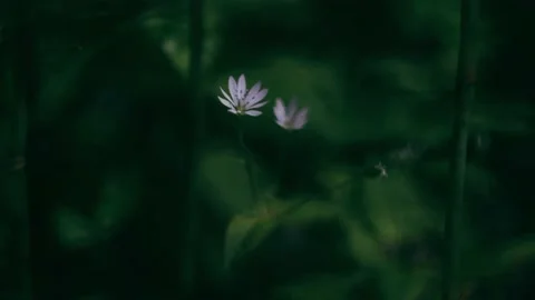 Grass in the forest close-up. Stock Footage 158056982
