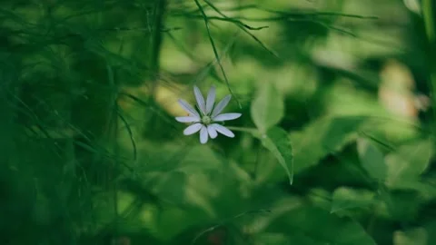 Grass in the forest close-up. Video stock 158056983
