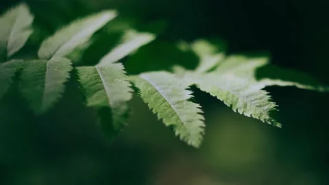 Grass in the forest close-up. Stock Footage 158056984