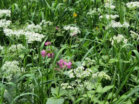 Grass in the forest, close up shot. Stock Photos