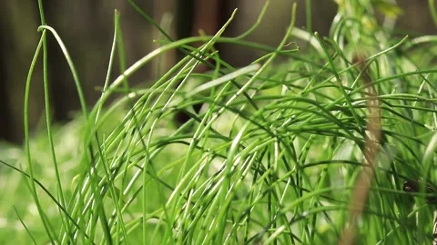 Grass in the forest, close-up shot with selective focus. Stock Footage 185050374