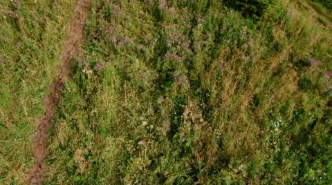 Grass in forest Stock Footage 10712004