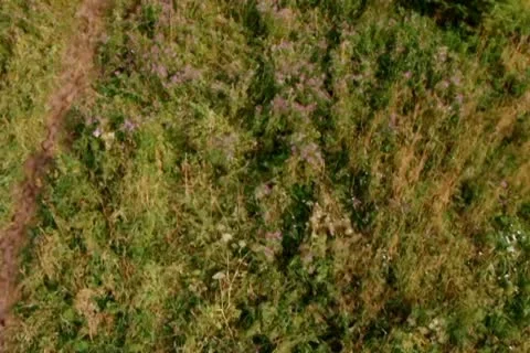 Grass in forest Stock Footage 10712019